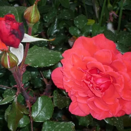 La Valle Ristorante Pizzeria זמברונה