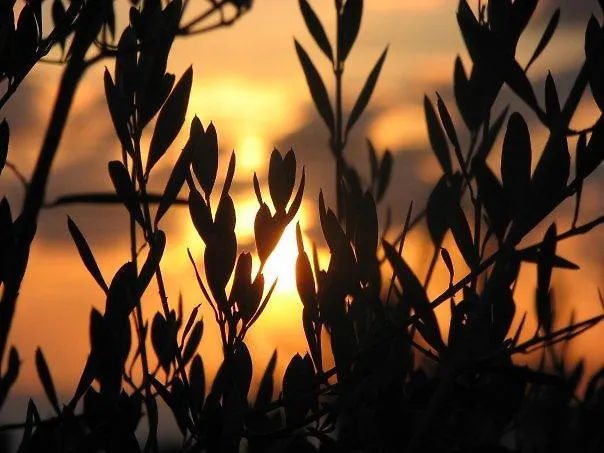 Hotell La Valle Ristorante Pizzeria Zambrone